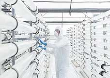 water resource plant showing low rows of white tubes in a white tent with a person wearing personal protective equipment, a mask and blue gloves inspecting the tubes