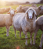 backlit meadow with four sheep staring at the camera
