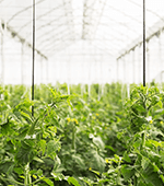 a brightly lit greenhouse of growing plants